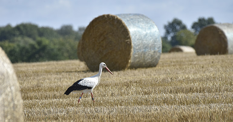 En höbale på ett sädesfält med en fågel.